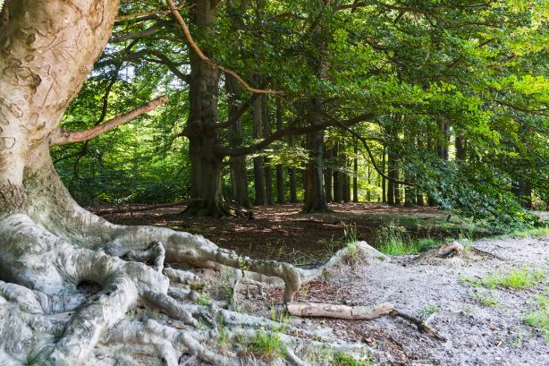Utrechtse Heuvelrug National Park