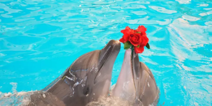 杜拜親密邂逅海豚