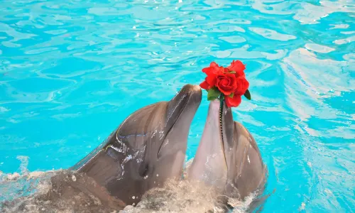 Dolphin Encounter in Dubai