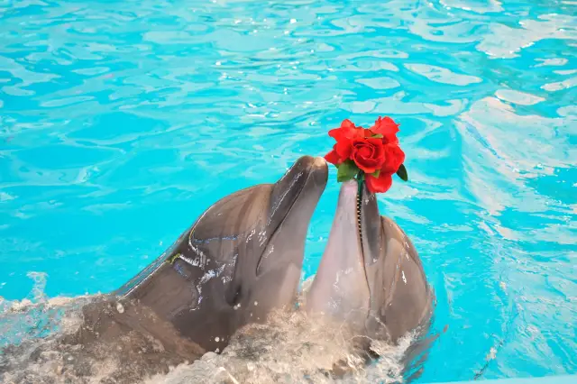 Dolphin Encounter in Dubai