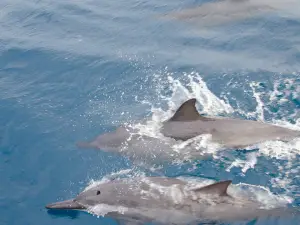 Blue Dolphin Charters