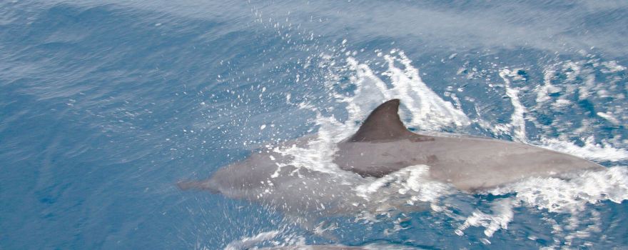 Blue Dolphin Charters