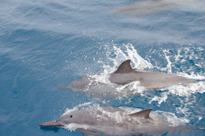 Blue Dolphin Charters