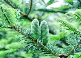 Baishanzu Scenic Area