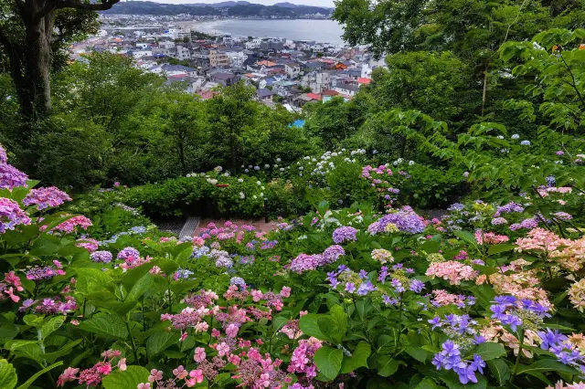 Hydrangea Viewing in Kamakura
