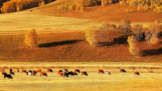 Birch Forest Viewing in Ulanqab