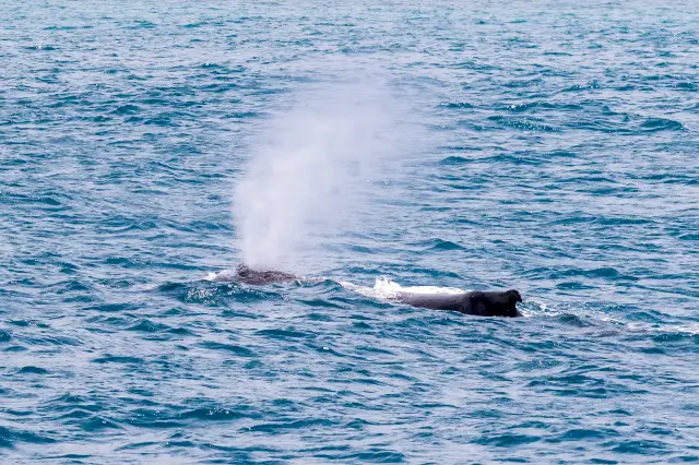 Whale Watching At Sea in Perth
