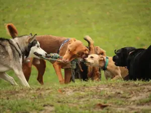 Rebecca Weitsman Memorial Dog Park