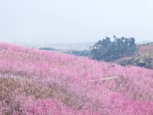 이량 산후 벚꽃 계곡