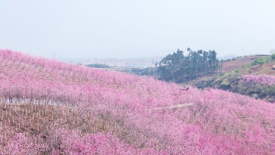 Yiliang Sakura Valley