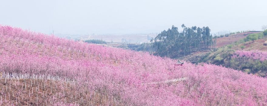 이량 산후 벚꽃 계곡
