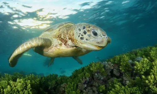 Sipadan Kapalai Dive Resort