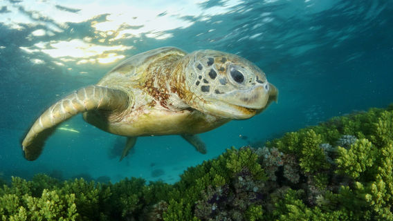 Sipadan Kapalai Dive Resort