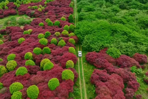 Cherry Blossom Garden in Pingba Farm