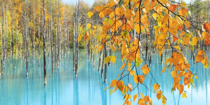 Shirogane Blue Pond (Aoiike)