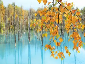 Shirogane Blue Pond (Aoiike)