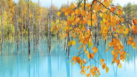 Shirogane Blue Pond (Aoiike)
