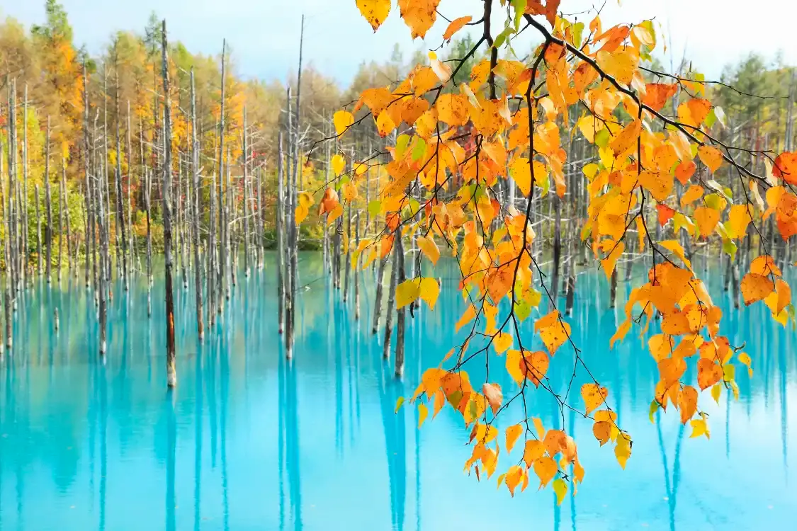 Hotels near Shirogane Blue Pond (Aoiike)