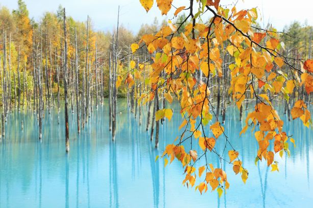 Shirogane Blue Pond (Aoiike)