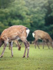 雁鳴湖野生動物園