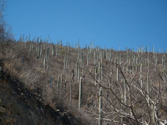 Arizona-Sonora Desert Museum