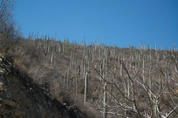 Vuelos Tucson Kahului