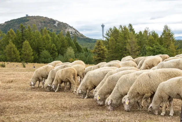 Хоумстей в г. Остров  Сичанг