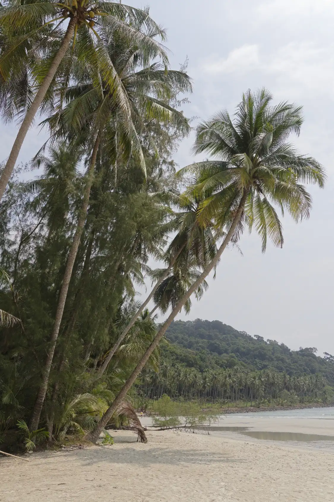 Hotels near Coconut Island