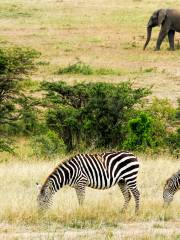 Awash National Park