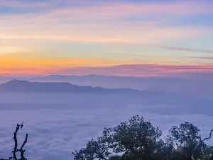 진타 사막 삼림 공원