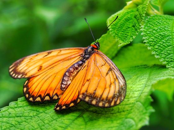 Butterfly Park & Insect Kingdom