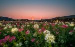 Brahma Flower Sea