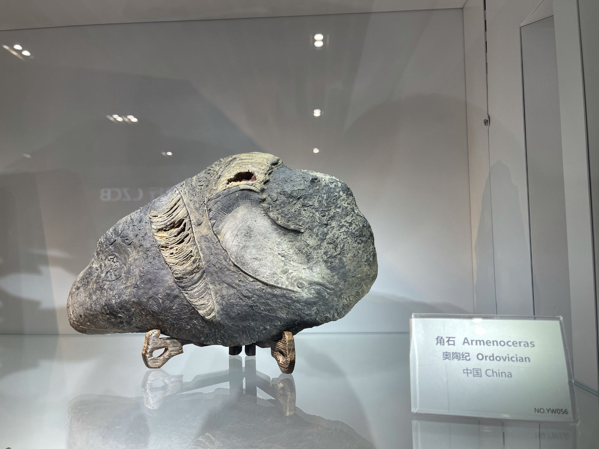 最新】Shanghai Crystalline Fossil Museum - チケット、営業時間 
