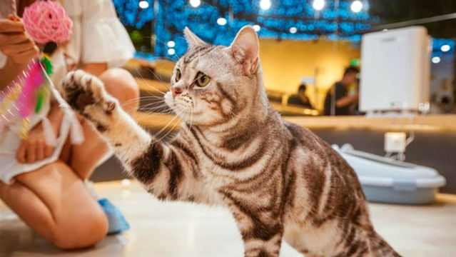 Cat Museum (Wanda City Branch)