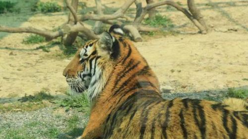 臨泉魔幻動物園