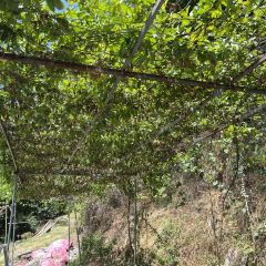 老鄉村農莊張用戶圖片
