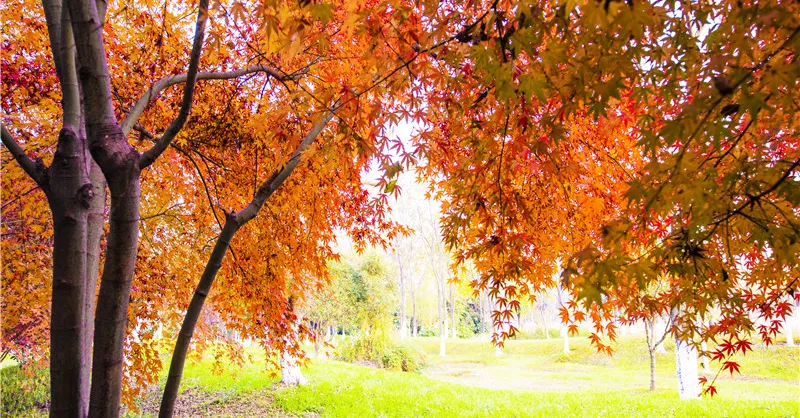 Fall Viewing Attractions