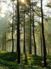 Hutan Pinus Limpakuwus