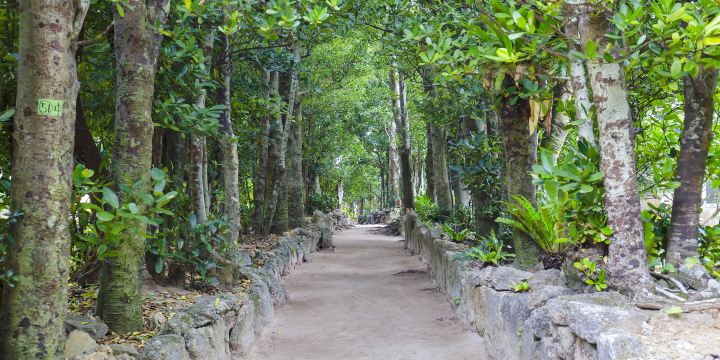Bise-Fukugi Tree Road