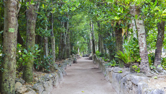 Bise-Fukugi Tree Road
