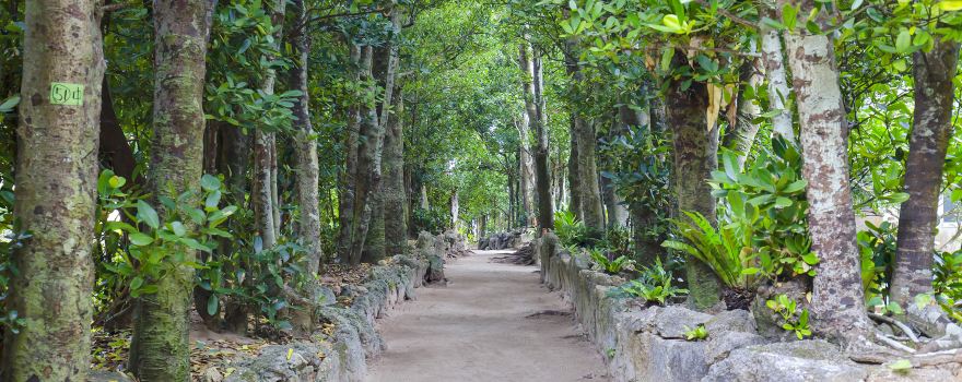 備瀨福樹林
