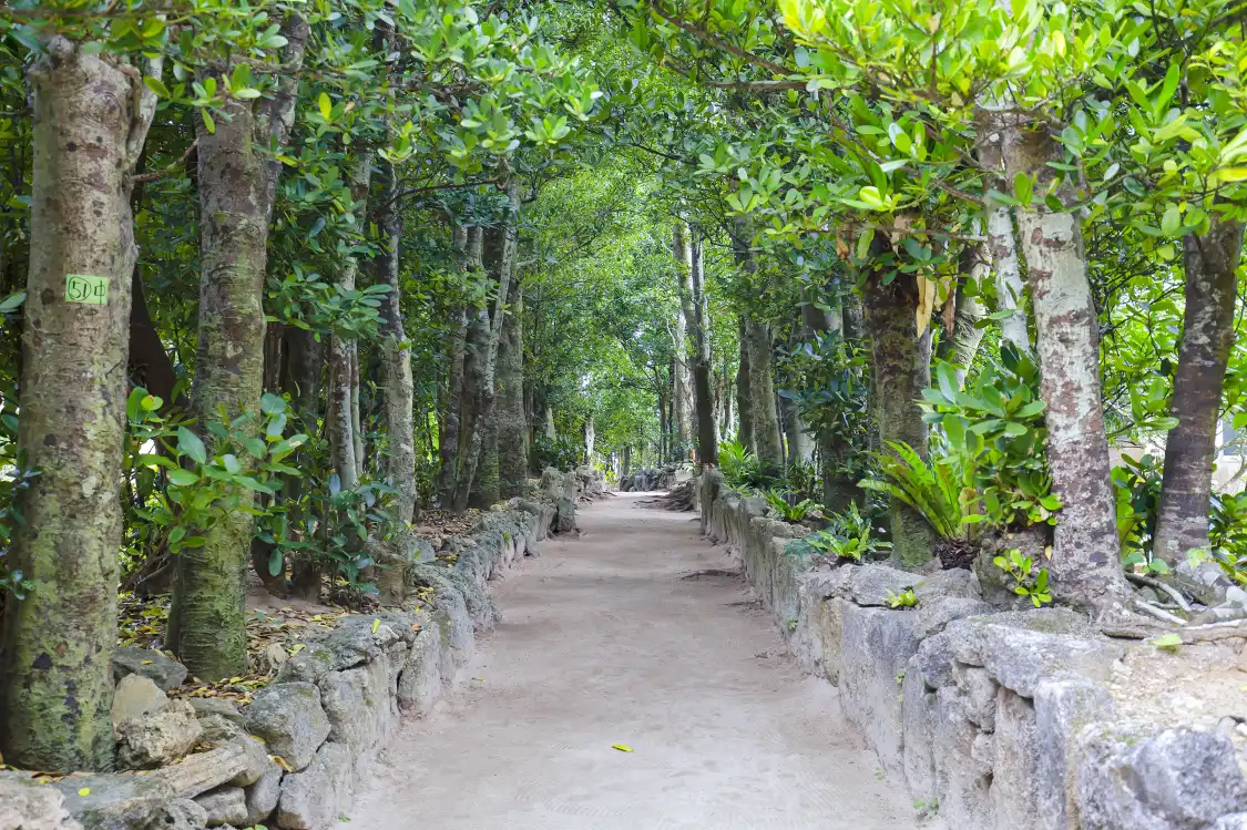 Hotels near Bise-Fukugi Tree Road