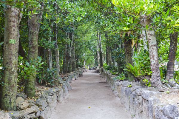 Bise-Fukugi Tree Road