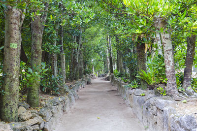 Bise-Fukugi Tree Road
