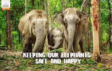 Elephant Jungle Sanctuary Chiangmai