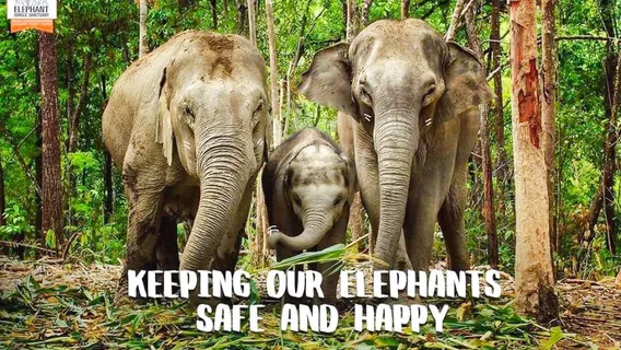 Elephant Jungle Sanctuary Chiangmai