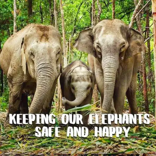 Elephant Jungle Sanctuary Chiangmai