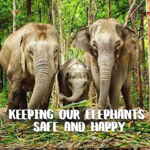 Elephant Jungle Sanctuary Chiangmai