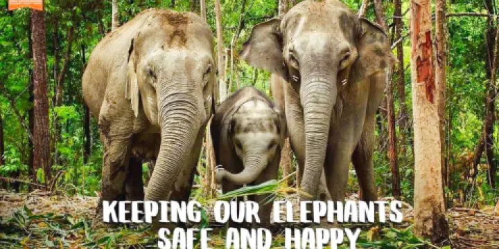 清邁大象叢林保護區