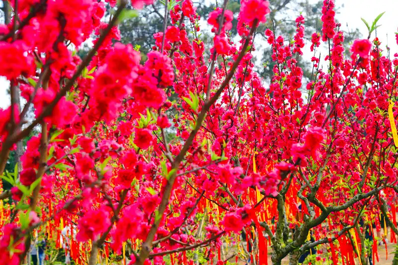 타오화섬 주변 호텔